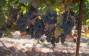 Octobre 2006 : San Luis Obispo, Lompoc et Solvang, CA