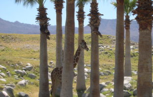 Juin 2006 : Palm Springs, CA au milieu du desert