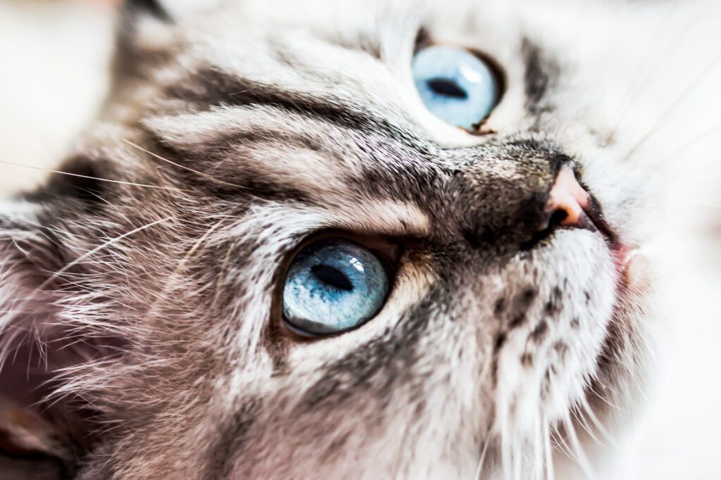 Au secours mes enfants veulent un chat !