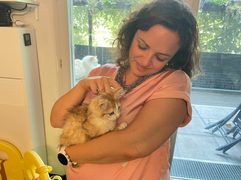 Sir Noisette: un chat de type Sibérien