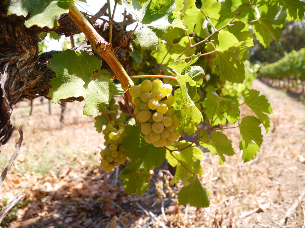 12 Février 2022 : Déjeuner à Cape Point Vineyards